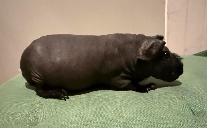 Skinny cavia zeugje, Animaux & Accessoires, Rongeurs, Femelle, Cobaye, Septembre, Domestique