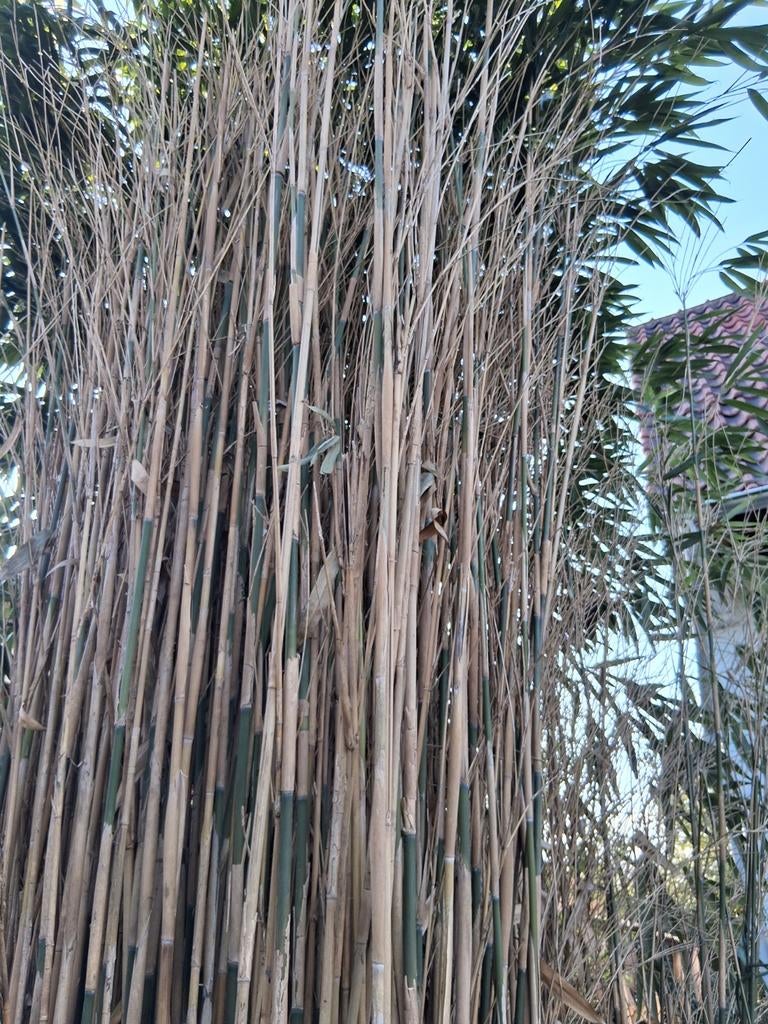 Bamboestokken, Jardin & Terrasse, Écrans de jardin, Enlèvement