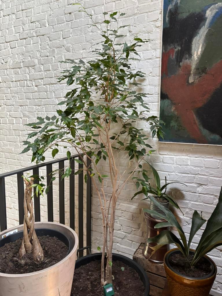 Ficus Benjamina, Ophalen