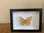 TROPISCHE NACHTVLINDER in nieuwe lijst, Verzamelen, Dierenverzamelingen, Ophalen of Verzenden, Zo goed als nieuw