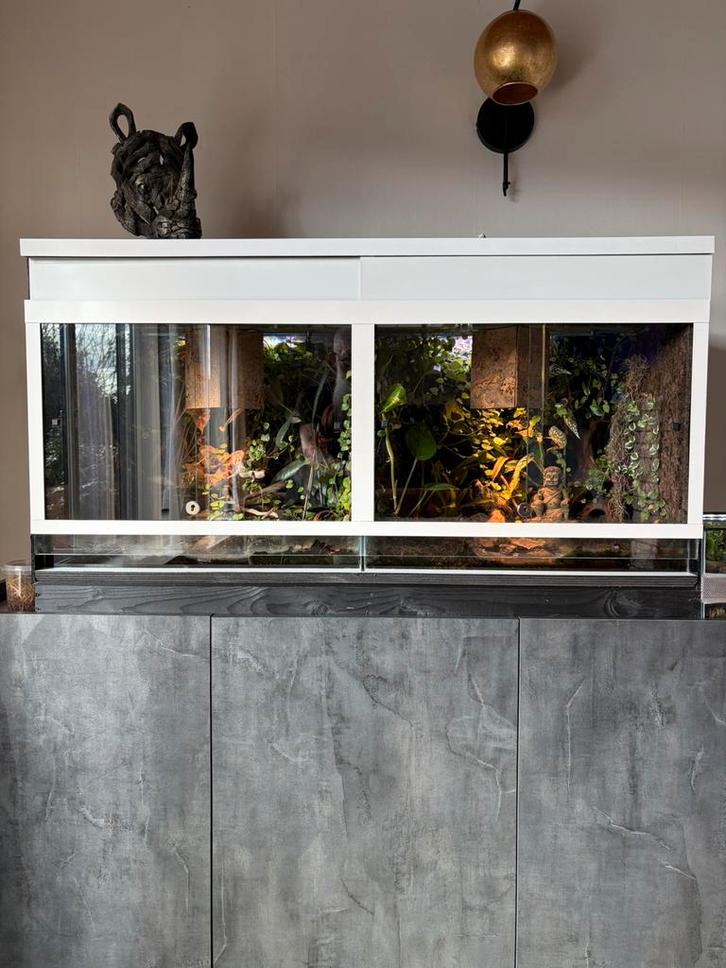 Palludarium met pijlgifkikkers, Animaux & Accessoires, Reptiles & Amphibiens | Accessoires, Comme neuf, Enlèvement