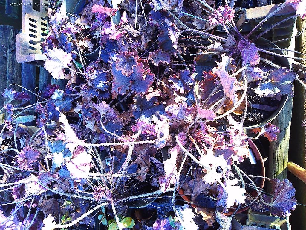 Heuchera enkele soorten, Jardin & Terrasse, Plantes | Jardin, Plante fixe, Couvre-sol, Mi-ombre, Printemps, Enlèvement