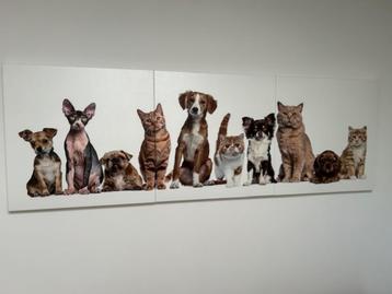 Honden en katten drieluik beschikbaar voor biedingen