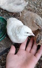 Kwartel Haan Wit, Dieren en Toebehoren, Pluimvee