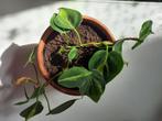 Philodendron, Overige soorten, Minder dan 100 cm, Halfschaduw, In pot