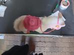 Baby born paard, Ophalen, Gebruikt, Babypop