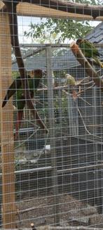 Pyrrhura cruentata van '24 en '25, Dieren en Toebehoren, Vogels | Parkieten en Papegaaien