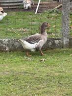 Vrouwelijke gans, Dieren en Toebehoren, Vrouwelijk, Gans of Zwaan