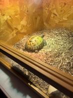 Vierteenschildpad, Dieren en Toebehoren, Schildpad, Tam, 3 tot 6 jaar