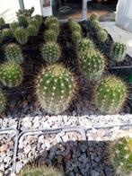 winterharde cactussen, Tuin en Terras, Ophalen