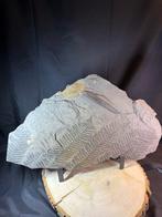 Grande assiette en ardoise avec fougères fossiles 50 30, Enlèvement ou Envoi, Fossile