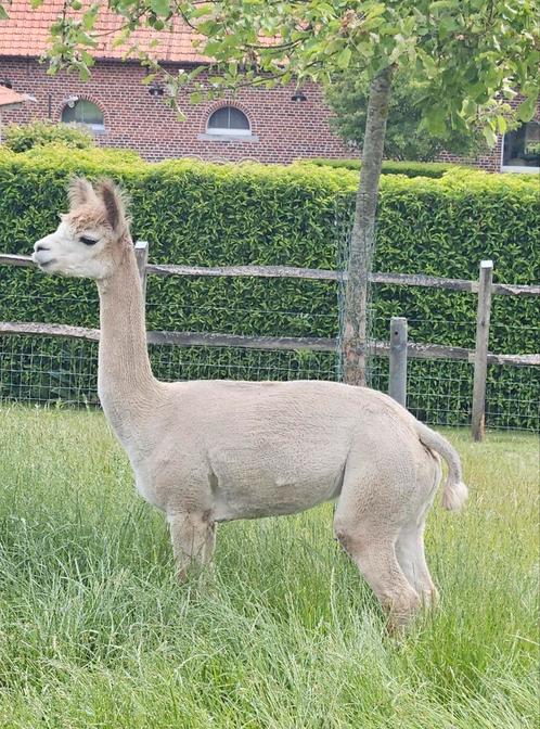 Alpaca merrie, Dieren en Toebehoren, Overige Dieren, Vrouwelijk