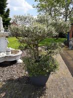 Prachtige olijfboom, Jardin & Terrasse, Plantes | Arbres, Olivier, Enlèvement