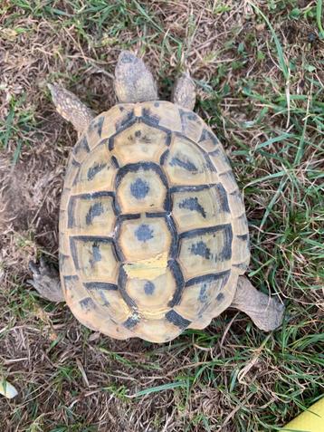 Griekse landschildpad man 2016 beschikbaar voor biedingen