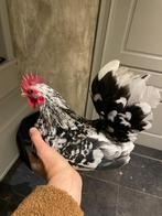 Chabo haantje, Dieren en Toebehoren, Mannelijk, Kip