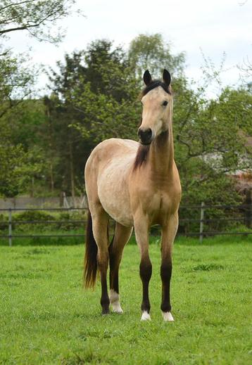 Buckskin AQHA ruin 2 jaar, Hongre, Moins de 160 cm, Cheval western, Vermifugé