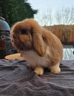 Minilop Mannetje met stamboom, Nain, Oreilles tombantes