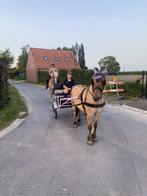 super brave lieve pony met of zonder koets ;), Dieren en Toebehoren, Merrie, Niet van toepassing, Gechipt, 11 jaar of ouder