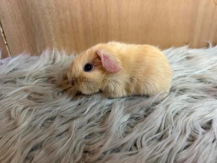 Ontzettend leuk crème beertje, Animaux & Accessoires, Rongeurs, Mâle, Cobaye, Janvier, Domestique