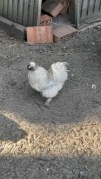 Zijdehoen, Dieren en Toebehoren, Mannelijk, Kip