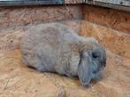 Nederlandse hangoor dwergkonijnen. Hangoor, Dieren en Toebehoren, Hangoor