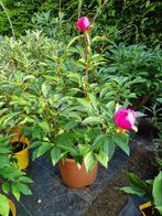 pioenroos in grote pot met roze bloemen, Tuin en Terras, Planten | Tuinplanten, Halfschaduw, Vaste plant, Lente, Overige soorten