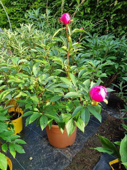 pioenroos in grote pot met roze bloemen, Tuin en Terras, Planten | Tuinplanten, Vaste plant, Overige soorten, Halfschaduw, Lente