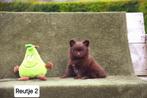 Prachtige Pomchi pupjes, Dieren en Toebehoren, Honden | Chihuahua's en Gezelschapshonden, België, Overige rassen, CDV (hondenziekte)