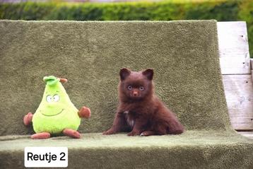 Prachtige Pomchi pupjes  beschikbaar voor biedingen