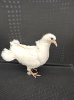 Jong witte pauwstaart, Dieren en Toebehoren