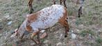 Kameroen schapen, Dieren en Toebehoren, Schapen, Geiten en Varkens