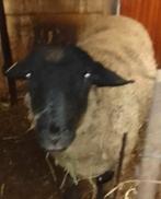 Mouton à vendre, Animaux & Accessoires, Mouton, Mâle, 0 à 2 ans