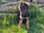 Duitse Herder pups, Dieren en Toebehoren, Honden | Herdershonden en Veedrijvers, België, 8 tot 15 weken, CDV (hondenziekte), Meerdere