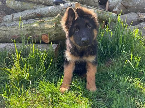 Langharige Duitse Herder pups, Dieren en Toebehoren, Honden | Herdershonden en Veedrijvers, Meerdere dieren, Herder, Fokker | Professioneel