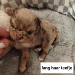 Prachtige langharige chihuahua  teefjes, Maladie de Carré (chiens), Plusieurs, Belgique, 8 à 15 semaines