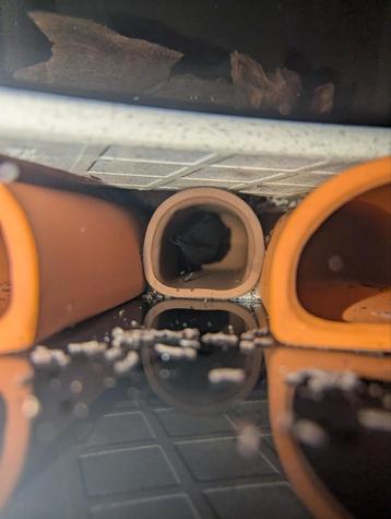 Volwassen kweekgroep L181 (11 stuks) te koop beschikbaar voor biedingen