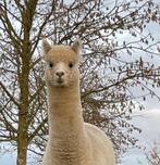 Alpaca hengst Rocco 2 jaar, Dieren en Toebehoren, Mei, Mannelijk