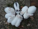 Konijnen, Dieren en Toebehoren, 0 tot 2 jaar
