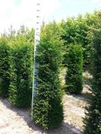 Overstock Taxus 140/160, Jardin & Terrasse, Plantes | Arbustes & Haies, Enlèvement, Taxus, Haie, 100 à 250 cm