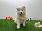 Samojeed pups, België, Keeshond, 8 tot 15 weken, CDV (hondenziekte)