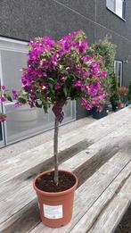 Bougainvillea op stam, Ophalen
