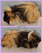 peruvian knuffelzeugje, Dieren en Toebehoren, Cavia, April, Vrouwelijk, Tam