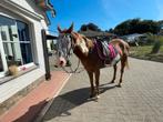 Halve stal aangeboden, Dieren en Toebehoren, Paarden, Merrie