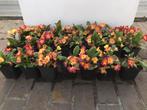 Primula plantjes, Tuin en Terras, Planten | Tuinplanten, Ophalen, Zomer, Vaste plant