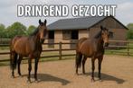 Dringend winterweide met stal gezocht | Burst, Dieren en Toebehoren, Stalling en Weidegang, Weidegang, 2 of 3 paarden of pony's