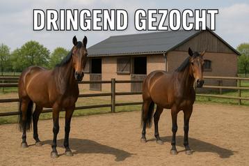 Dringend winterweide met stal gezocht | Burst beschikbaar voor biedingen