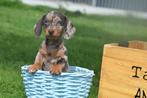 Teckel pups korthaar mooie keuze, België, 15 weken tot 1 jaar, Korthaar, Dwerg