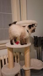 Chat perdu, Animaux & Accessoires, Chat