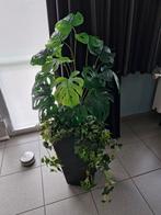 Mooie namaak planten met hoge zwarte bloempot, Ophalen