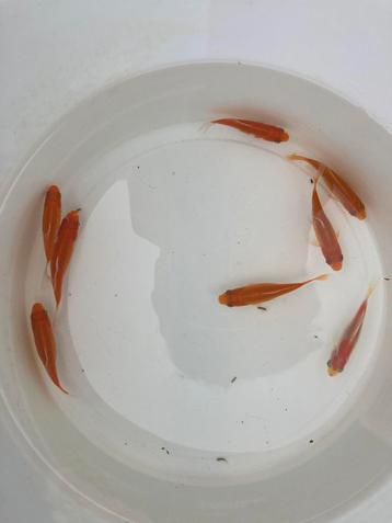 Beste selectie goudvissen eigenkweek, Poisson(s) rouge(s)